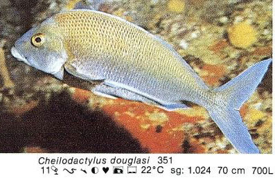 Cheilodactylus douglasi